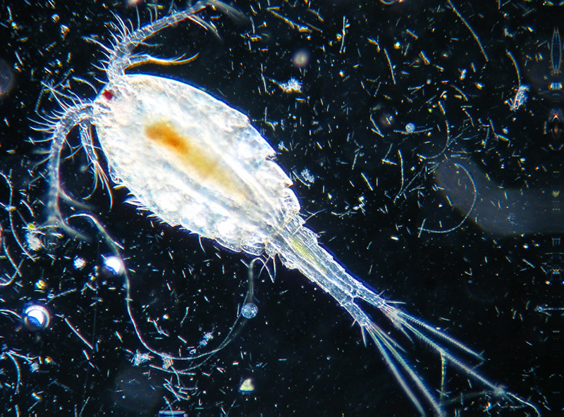 Copepodi